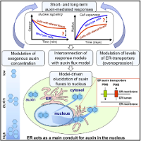 Data-Driven Modeling of Intracellular Auxin Fluxes Indicates a Dominant Role of the ER in Controlling Nuclear Auxin Uptake (Cell Reports 2018)