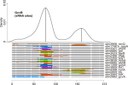 Learning from Relatives - New web tool simplifies prediction of regulatory networks in bacteria